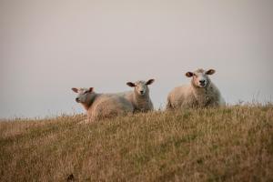 un gruppo di ovini che si trovano su una collina erbosa di Kirchspielkrug Landhotel & Restaurant a Westerhever