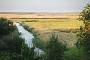 due ovini che pascolano in un prato accanto a un fiume di Kirchspielkrug Landhotel & Restaurant a Westerhever