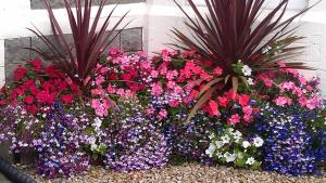 A garden outside Camellia Lodge Guest House