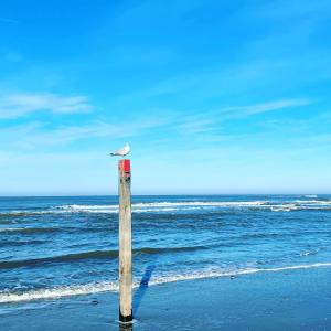 ein Vogel auf einer Stange am Strand in der Unterkunft Hotel Zeerust Texel in De Koog