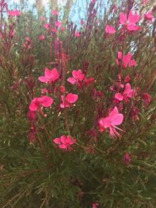 A garden outside Sutherland Motel