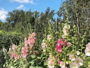 a field of flowers with trees in the background at Two-Bedroom Holiday home in Aabenraa 2 in Aabenraa