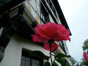 una rosa rosa frente a un edificio en Gutshaus Kubbelkow, en Bergen auf Rügen