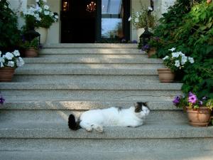 un gato tirado en las escaleras de una casa en Gutshaus Kubbelkow, en Bergen auf Rügen