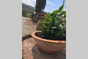 Agriturismo Il Salicchio app.Benedetta के बाहर एक बगीचा