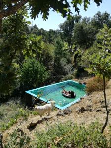 una persona nadando en una piscina con un perro en Monte das Cascatas, en Marvão