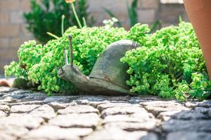 una planta verde con un cuerno en el suelo en Hussi's Home, en Großenhain