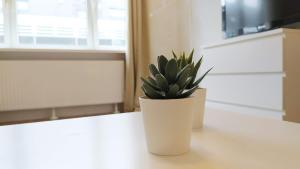 un vase blanc avec une plante assise sur un comptoir dans l'établissement Moderne City Apartments im Stadtzentrum, à Kiel