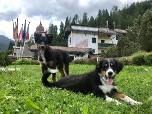 Domáce zviera alebo zvieratá hostí v ubytovaní Hotel Piedibosco