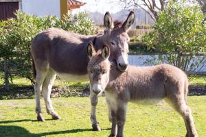 オウレーンにあるQuinta da Alcaidaria Morの野原に立つロバと赤ちゃん