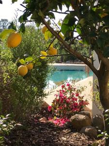 Sodas prie apgyvendinimo įstaigos L'Hacienda Piscine chauffée à 28, spa, boulodrome et court de Tennis privés, 2 villas indépendantes