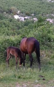 Životinje u privatnom smještaju ili u blizini