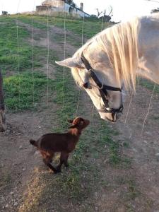 Un caballo y un perro mirando a un caballo en Cerro da Campaniça, en Santiago do Cacém