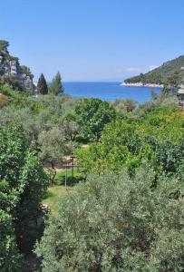 una collina con alberi e l'oceano sullo sfondo di Limnonari Beach Rooms a Skopelos Town