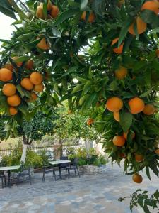 um monte de laranjas penduradas numa árvore em Christina Guest House em Mystras