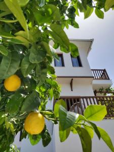 Um edifício com um limoeiro à frente. em Aegean Blue - Villas Stivachtis em Agios Ioannis Pelio