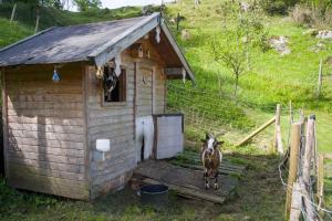 Animale la sau în apropiere de acest hotel