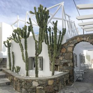 een groep cactussen voor een gebouw bij Damianos Mykonos Hotel in Mykonos-stad