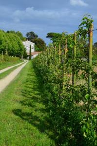 uma fila de plantas de tomateiro junto a uma estrada em Agriturismo Al Podere Di Rosa em Sant' Alessio