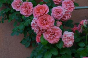 um ramo de flores cor-de-rosa numa planta em Agriturismo Al Podere Di Rosa em Sant' Alessio