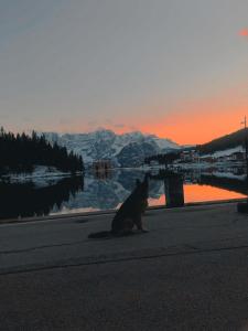 a cat sitting on the street near a body of water at Quinz - Locanda Al Lago in Misurina