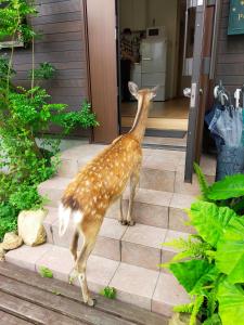 Eine Katze steht auf den Stufen eines Hauses in der Unterkunft Mini inn Nara- - 外国人向け - 日本人予約不可 in Nara