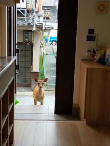 einem braunen Hund, der in der Tür einer Küche steht in der Unterkunft Mini inn Nara- - 外国人向け - 日本人予約不可 in Nara