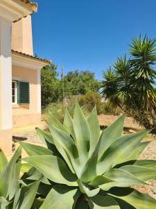 Un jardín fuera de Casa dos Ventos