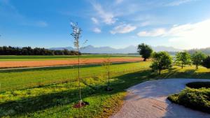 drzewo pośrodku pola w obiekcie Bed & Breakfast Na Poljani w mieście Kranj