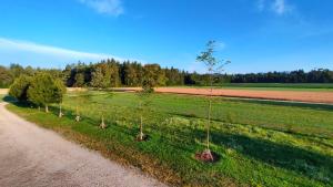 rząd drzew na polu obok drogi gruntowej w obiekcie Bed & Breakfast Na Poljani w mieście Kranj