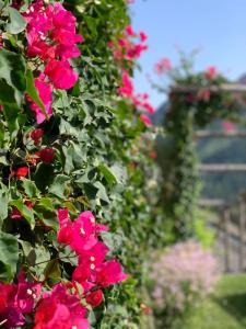 un bouquet de fleurs roses dans un jardin dans l'établissement Villa Gelsomina, à Ravello