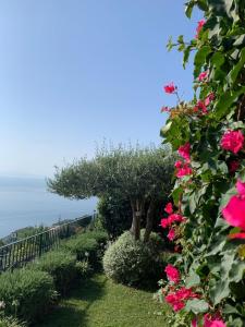 un jardin avec des fleurs roses et un arbre dans l'établissement Villa Gelsomina, à Ravello