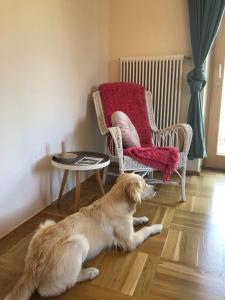 Питомец или питомцы в MILLIEs hosting - Familienurlaub mit Hund in Kärnten