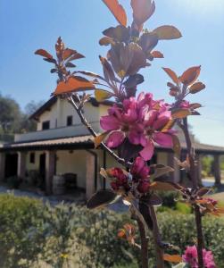 Jardí fora de Casale Terre Rosse Garden