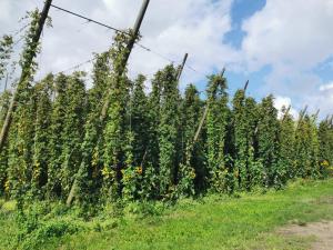 eine Reihe Sonnenblumen auf einem Feld neben einem Zaun in der Unterkunft Sint-Sixtus 99 in Poperinge