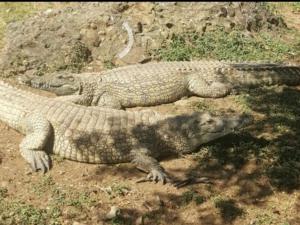 twee krokodillen op de grond op een heuvel bij Mamba Village Kisumu in Kisumu