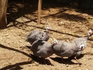 een groep vogels die in de grond staan bij Mamba Village Kisumu in Kisumu