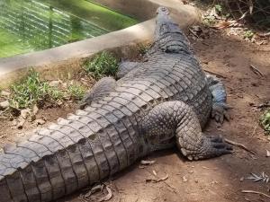 een grote alligator op de grond in de grond bij Mamba Village Kisumu in Kisumu