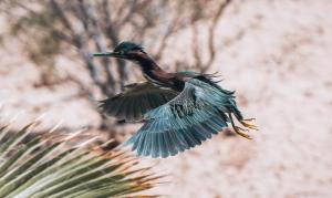 un uccello che vola nell'aria accanto a un albero di Azul Talavera Country Club a Torreón