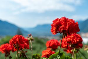 un grupo de flores rojas con montañas en el fondo en Wiesengrund - Wohnung 5, en Tirolo