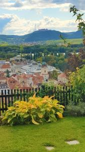 Blick über Krems mit Gartenpavillon في كريمس ان دير دوناو: حفنة من الزهور الصفراء أمام السياج