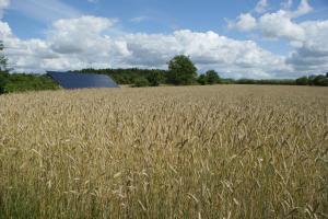 un campo di grano con un granaio sullo sfondo di Lustrup Farmhouse a Ribe