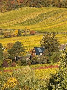 ウィーンにあるVacationhome in the vineyardsの畑の小屋