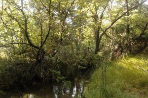 uma floresta com árvores, água e relva em Wood Cabin by the River - for Nature Lovers em Vytina