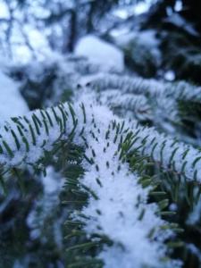 uma planta verde com neve em cima dela em Brvnara Orfej em Gornje Pale