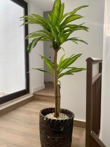 uma planta de palmeira num plantador de vime num corredor em PUERTA DE CACERES Apartamento 2 em Cáceres