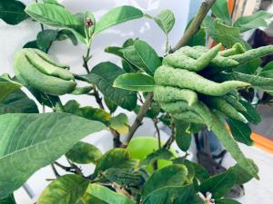 Ein Haufen grüner Bananen hängt an einem Baum in der Unterkunft VILLA MADY Adultes Only in Andernos-les-Bains