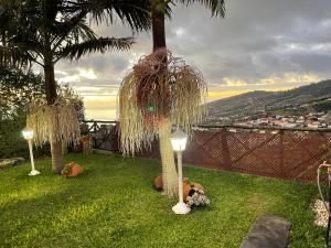 een groep palmbomen met lichten in het gras bij Casa dos Avos in Calheta