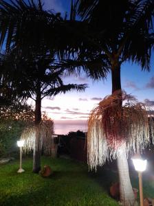 twee palmbomen met lichten in het gras bij Casa dos Avos in Calheta