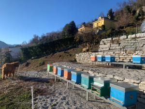 a cow is standing next to a row of bins at Sole in Verbania